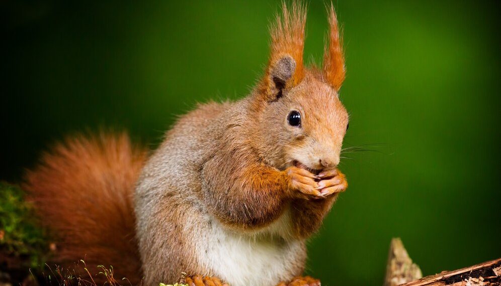 В Японском саду Краснодара белки будут бегать по каменным фонарям