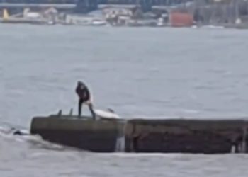 В Сочи женщина пыталась спасти мертвого дельфина, сбросив его в море