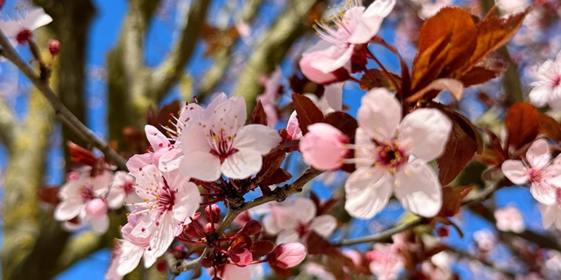 Выпущен свежий прогноз погоды на Кубани на четверг 28 марта