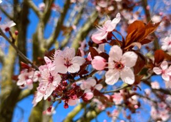 Выпущен свежий прогноз погоды на Кубани на четверг 28 марта