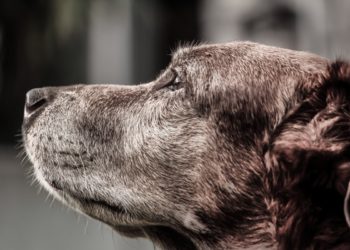 Собака напала на ребенка на детской площадке в Новороссийске