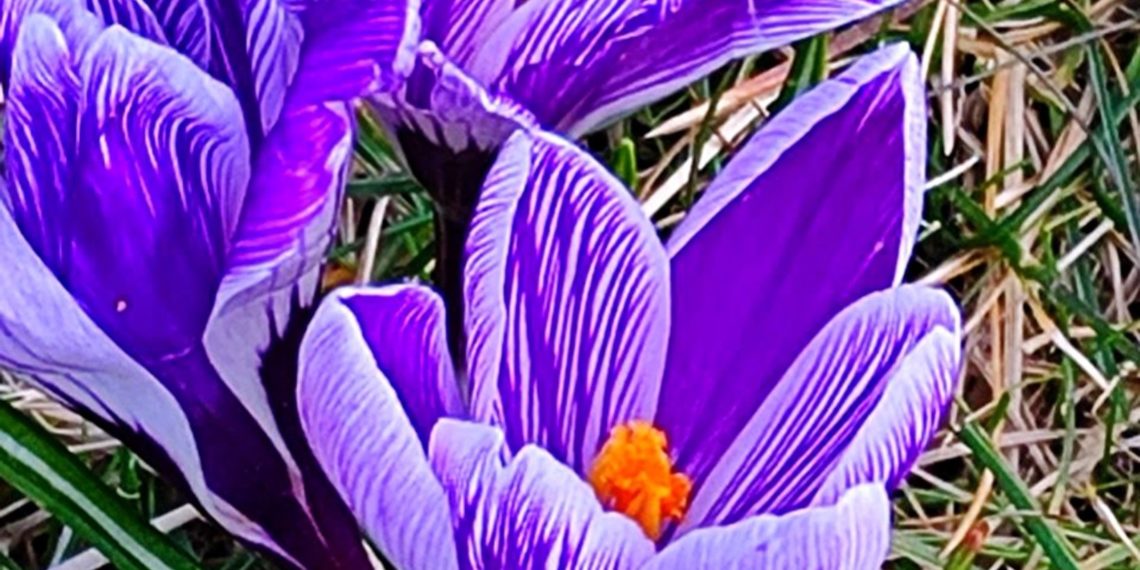 Синоптики рассказали, когда на Кубани стартует настоящая весна-2024