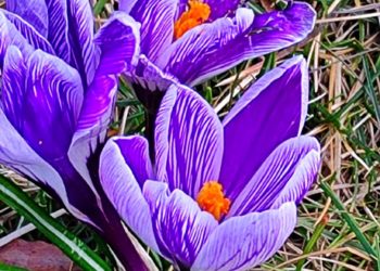 Синоптики рассказали, когда на Кубани стартует настоящая весна-2024