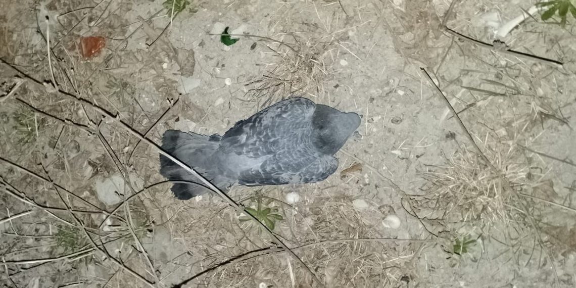 В Новороссийске провели операцию по спасению голубя