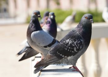 Нарушения правил охраны окружающей среды привели к гибели голубей на Кубани