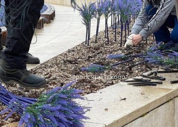 В Краснодаре в парке Галицкого светящийся шалфей выдернут «с корнем». Почему?