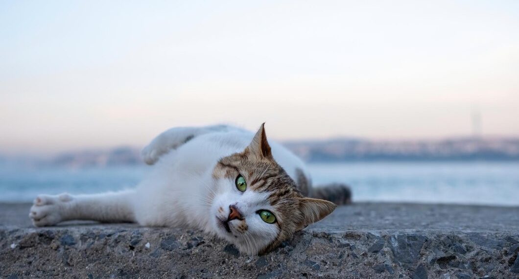 Сочи оказался одним из самых “кошачьих” городов мира