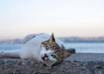 Сочи оказался одним из самых “кошачьих” городов мира