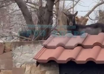 В Анапе козы прыгают с крыш людям на головы