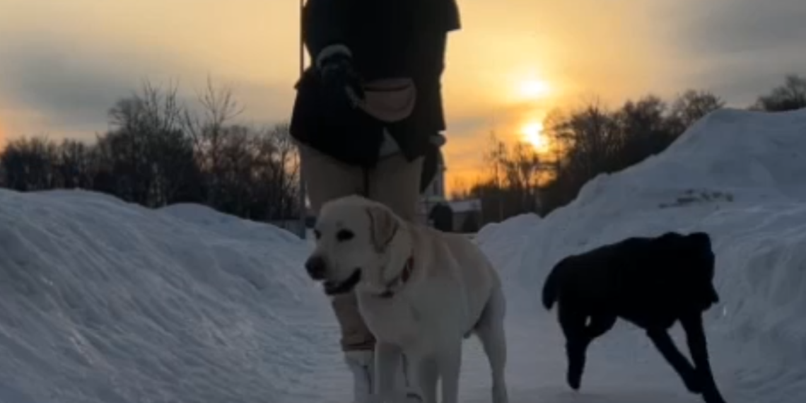 Избитый в Краснодаре инвалидом лабрадор Джек в новой семье обрел братика