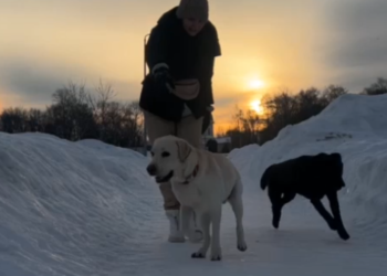 Избитый в Краснодаре инвалидом лабрадор Джек в новой семье обрел братика