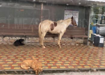 В Сочи лошадь пряталась от дождя на остановке