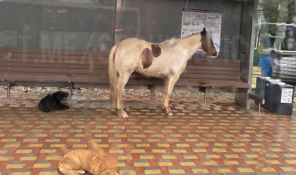 В Сочи лошадь пряталась от дождя на остановке