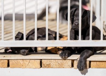 Копайгородский: в сочинском приюте для животных удвоят количество вольеров