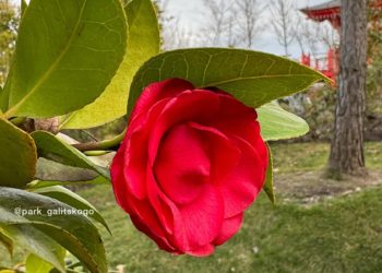 «Дождь и мокрый снег»: как закончится эта неделя в Краснодарском крае