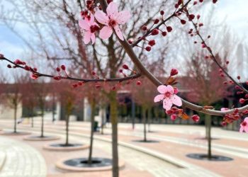 Метеорологи скорректировали прогноз на остаток марта-2024 в Краснодарском крае