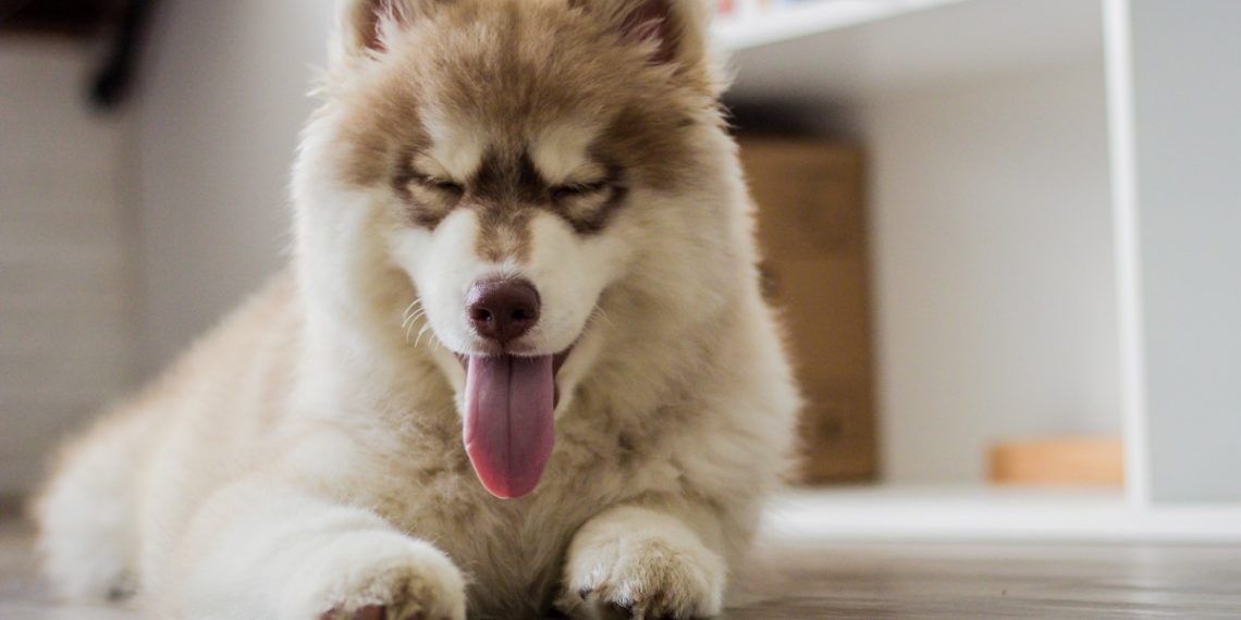 В Анапе мужчина пытался зарубить хаски тяпкой