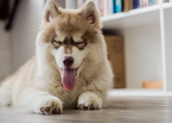 В Анапе мужчина пытался зарубить хаски тяпкой