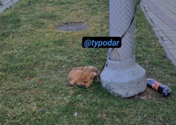 В Краснодаре неизвестный привязал собаку на улице почти на двое суток
