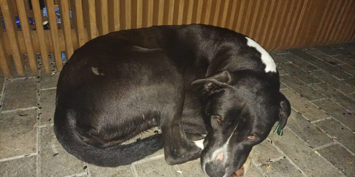 «Отравленная» в Сочи собака оказалась живой