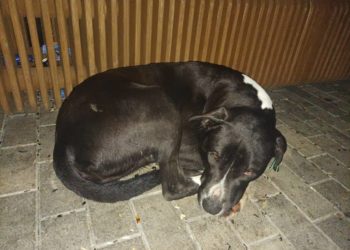 «Отравленная» в Сочи собака оказалась живой