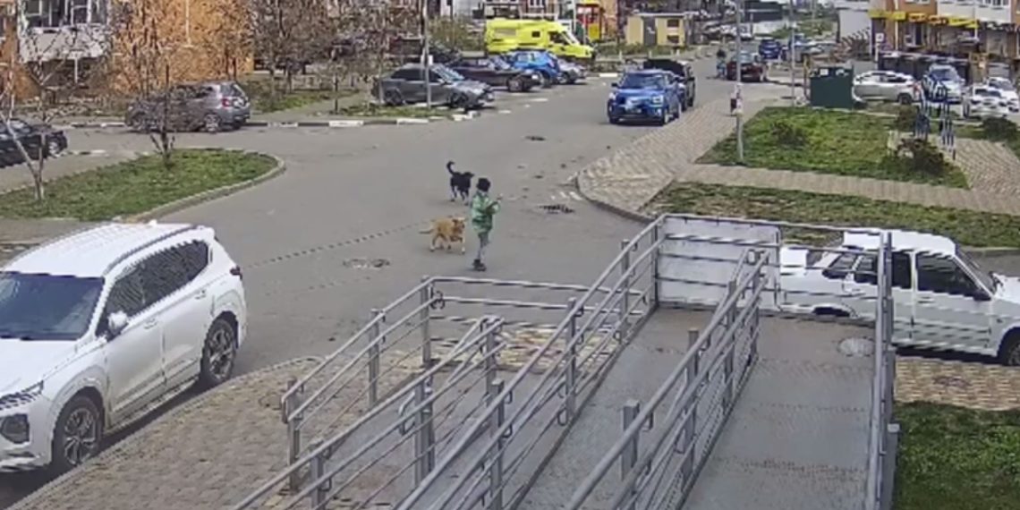 В Краснодаре бродячая собака покусала 9-летнего мальчика