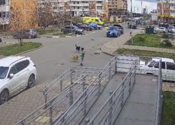 В Краснодаре бродячая собака покусала 9-летнего мальчика