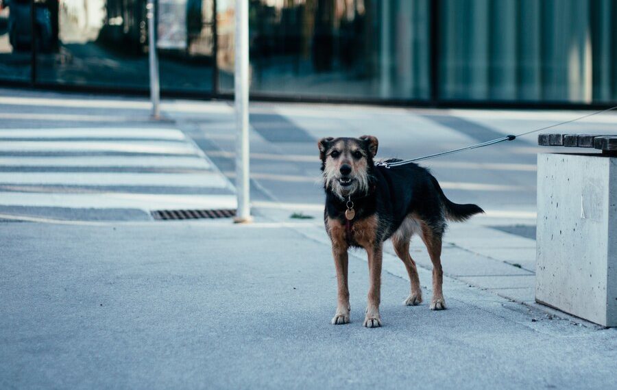 В Краснодаре идет охота на собак: стреляли в четвероногого