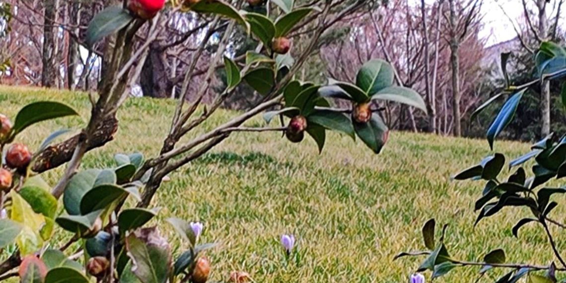 “Апрель и май на Кубани будут сумасшедшими”. Синоптики выпустили новый прогноз