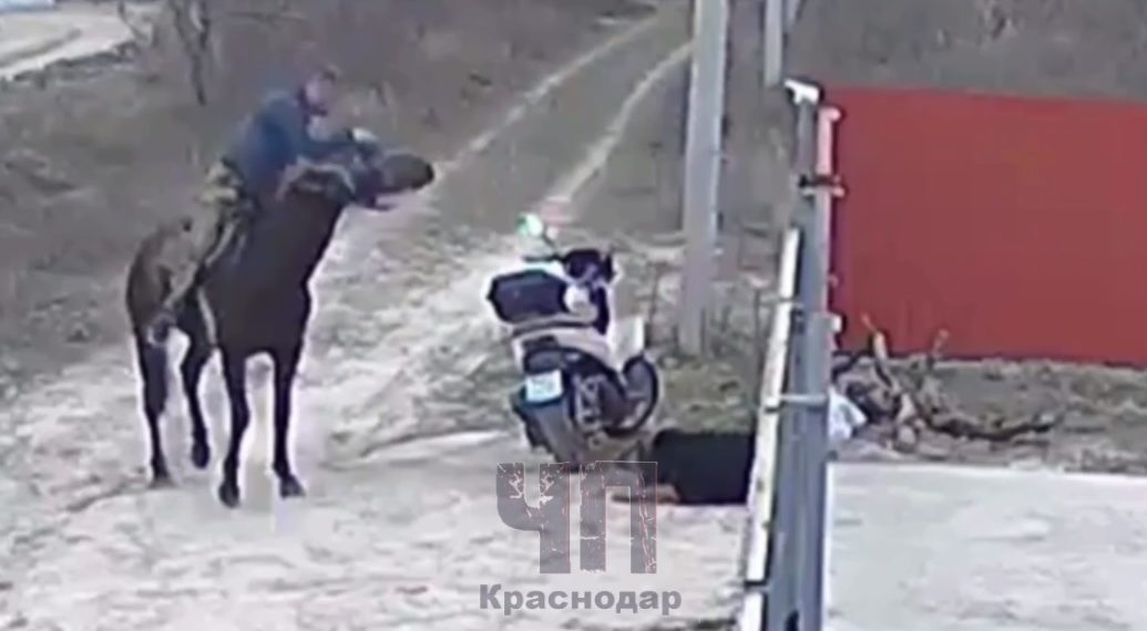 На Кубани мужчина на коне избил нагайкой собаку