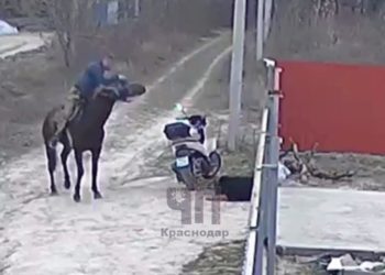 На Кубани мужчина на коне избил нагайкой собаку