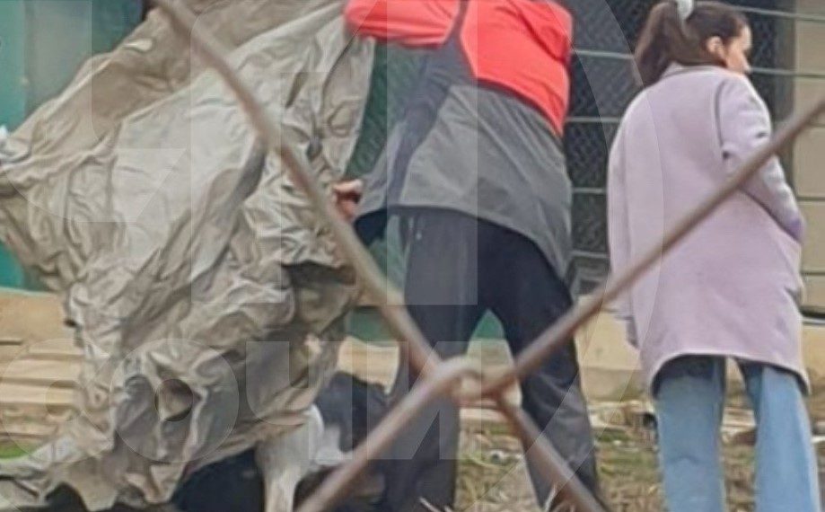 В Сочи в парке «Дендрарий» 8 марта скончался измученный посетителями страус