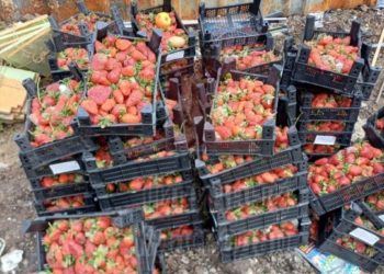 Ни себе ни людям: в Краснодаре неизвестные скормили крысам десятки кг клубники