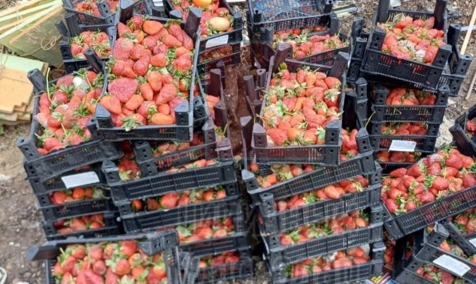 Ни себе ни людям: в Краснодаре неизвестные скормили крысам десятки кг клубники