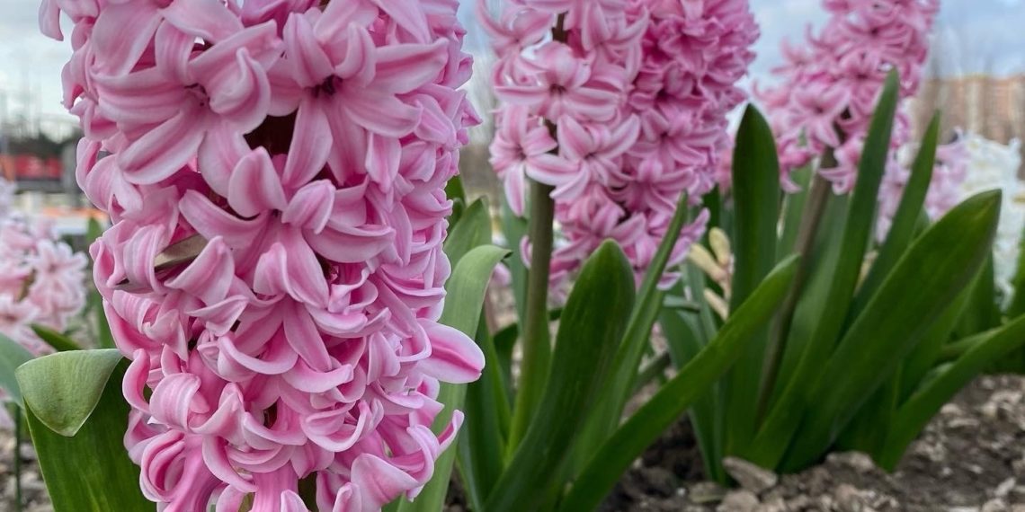 Какой будет погода на Кубани во вторник 19 марта, рассказали метеорологи