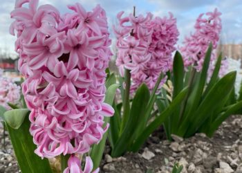 Какой будет погода на Кубани во вторник 19 марта, рассказали метеорологи