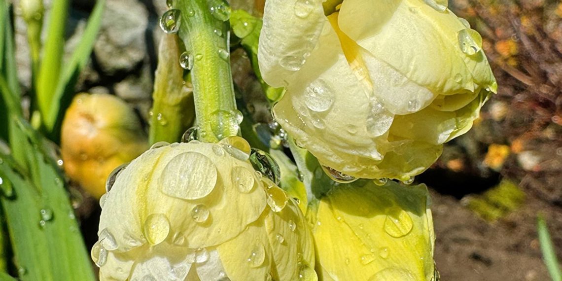 Как на Кубани закончится последняя рабочая неделя марта-2024, сообщили синоптики