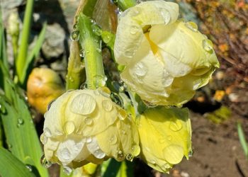 Как на Кубани закончится последняя рабочая неделя марта-2024, сообщили синоптики