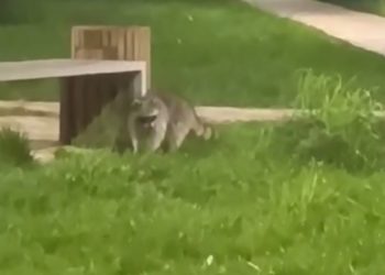 Во дворе в Краснодаре заметили енота