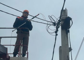 В Новороссийске со столба сняли енота. Он просидел на нем почти двое суток