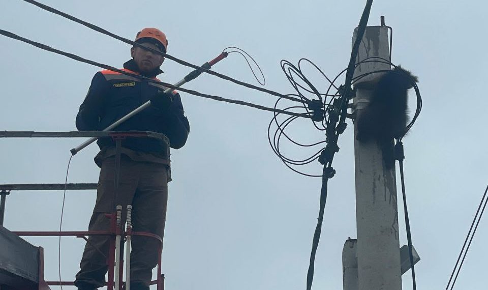 В Новороссийске со столба сняли енота. Он просидел на нем почти двое суток