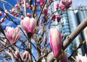 Метеорологи резко изменили прогноз на последние две декады апреля-2024 на Кубани