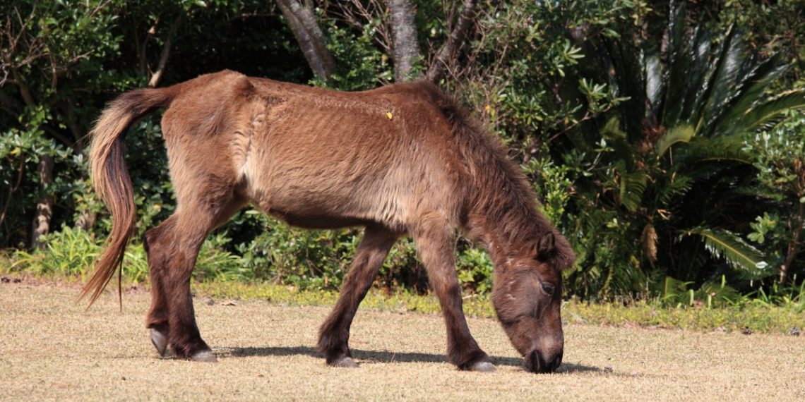 В Анапе взбесившийся пони сбросил с себя маленького ребенка