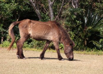 В Анапе взбесившийся пони сбросил с себя маленького ребенка