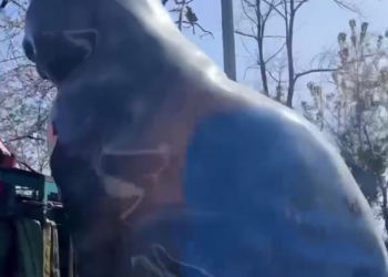 В Сочи эвакуировали большую черную кошку. В чем провинилась усатая бандитка?