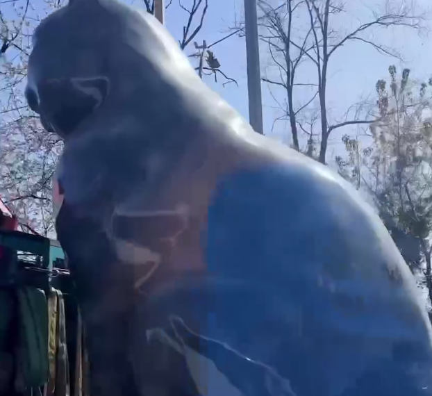 В Сочи эвакуировали большую черную кошку. В чем провинилась усатая бандитка?