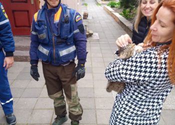 В Новороссийске спасли кошку, на высоте вошедшую в ступор