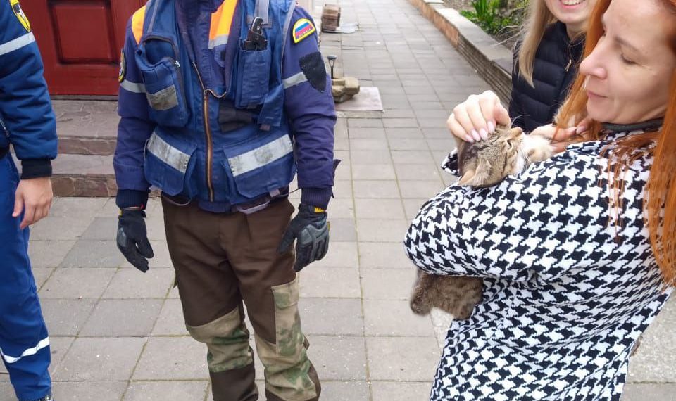 В Новороссийске спасли кошку, на высоте вошедшую в ступор