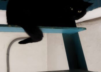 В Новороссийске пушистый дебошир переполошил подъезд, соседи вызвали спасателей