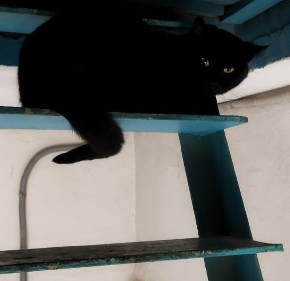 В Новороссийске пушистый дебошир переполошил подъезд, соседи вызвали спасателей